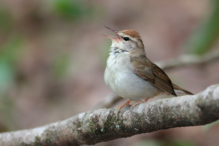 Swainson's Warbler