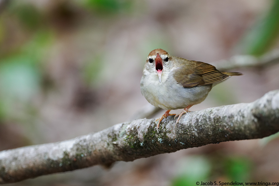 Swainson's Warbler