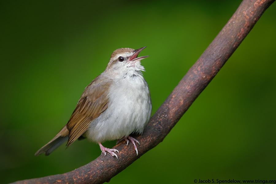 Swainson's Warbler