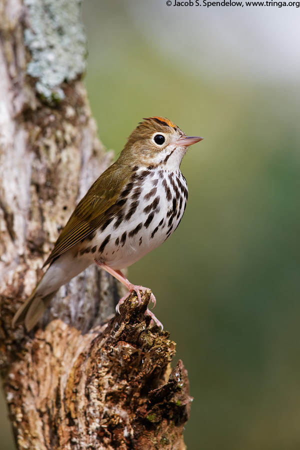 Ovenbird 4