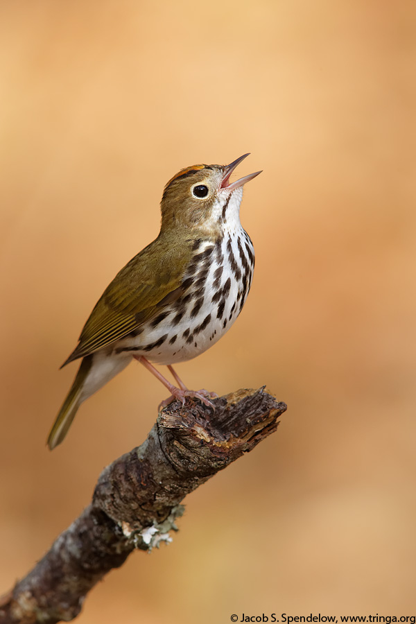 Ovenbird