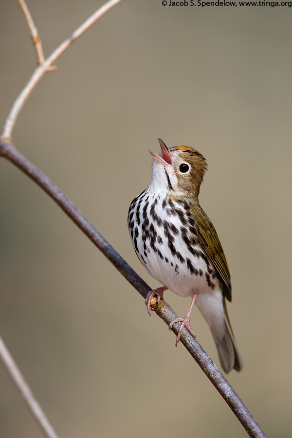 Ovenbird