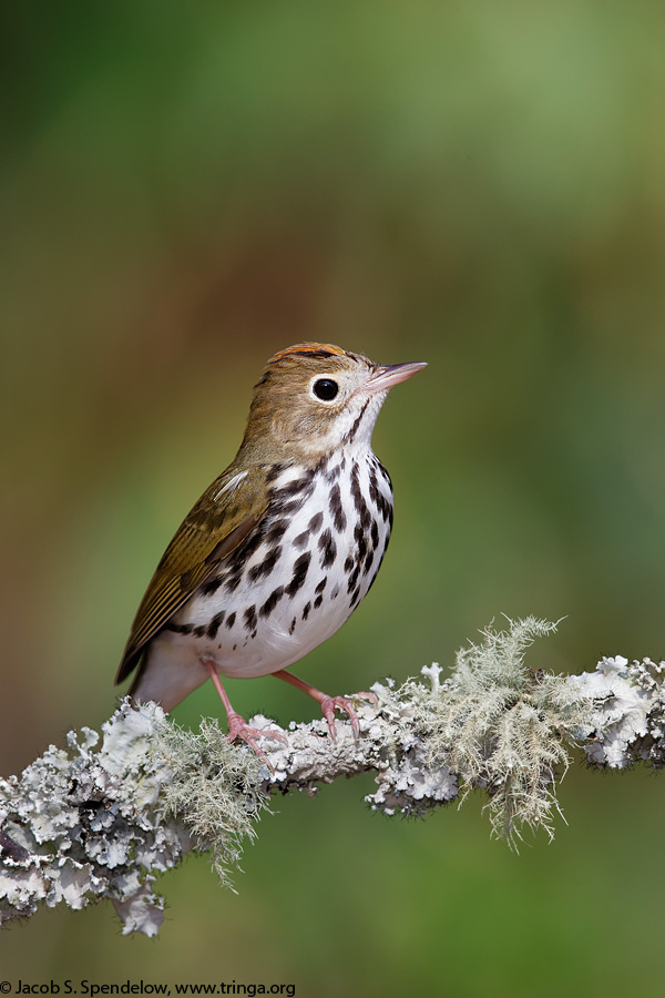 Ovenbird