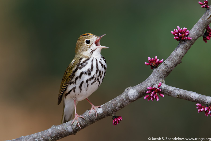 Ovenbird