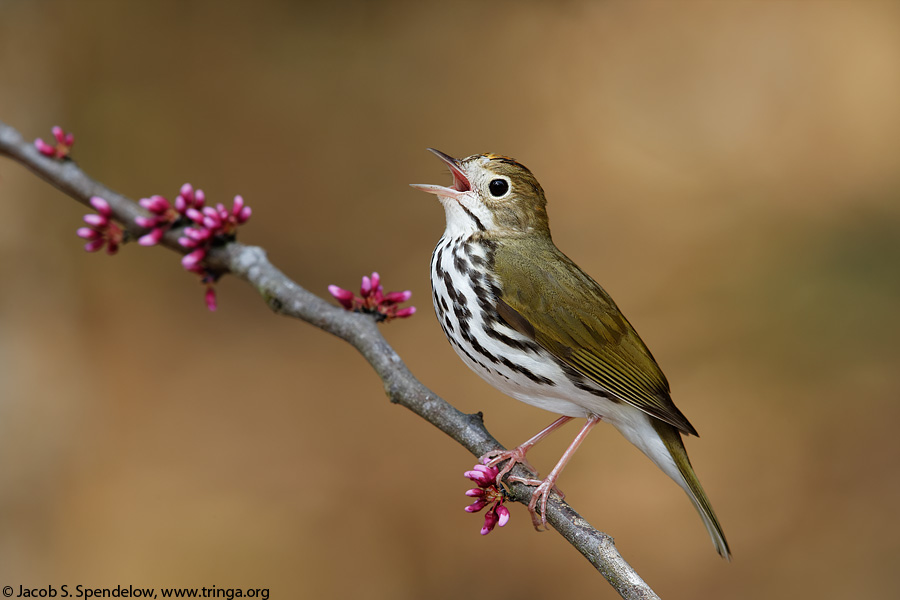 Ovenbird