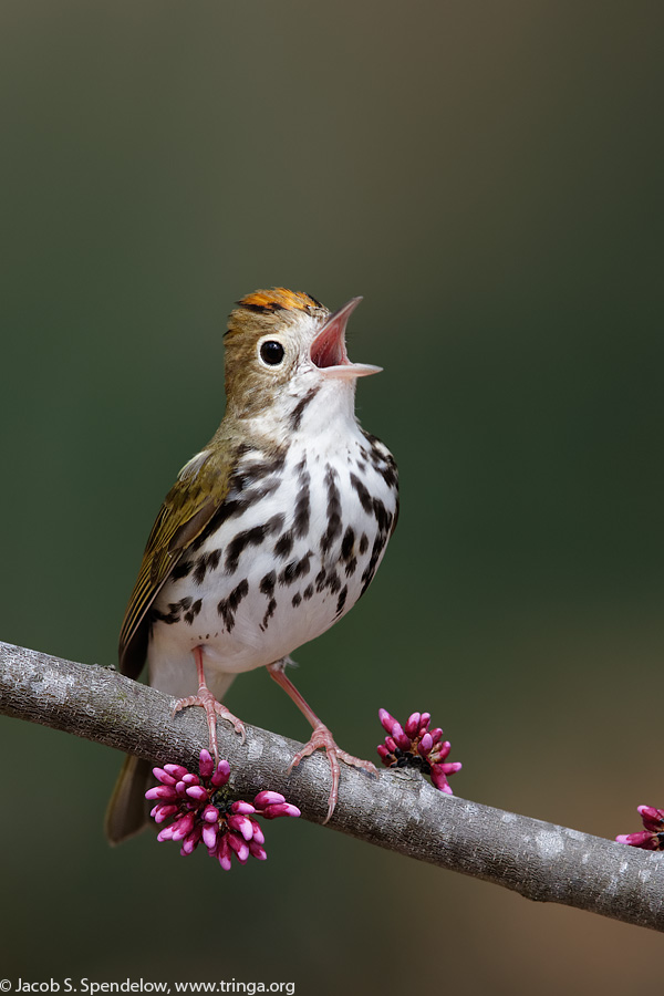 Ovenbird