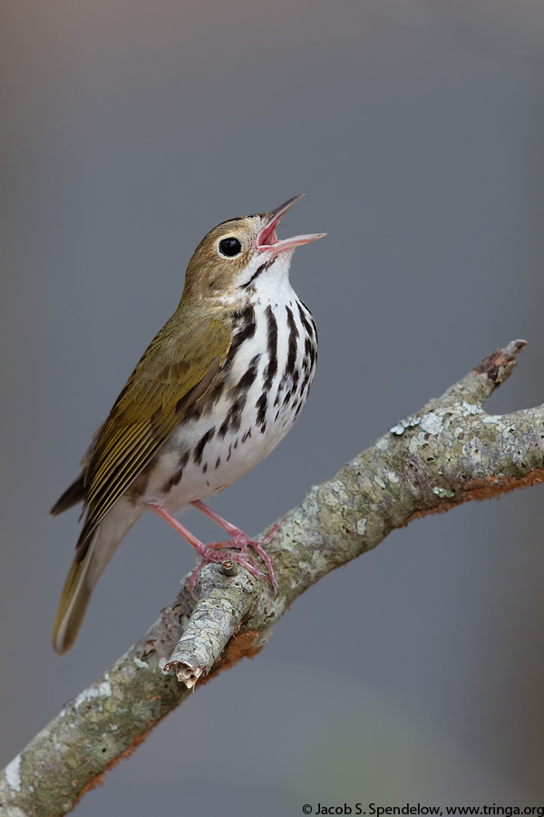 Ovenbird