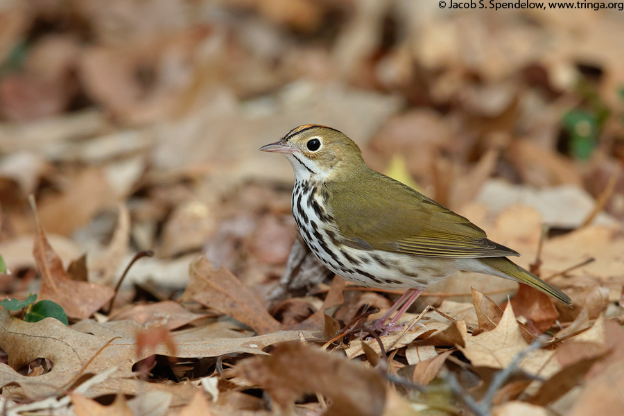 Ovenbird