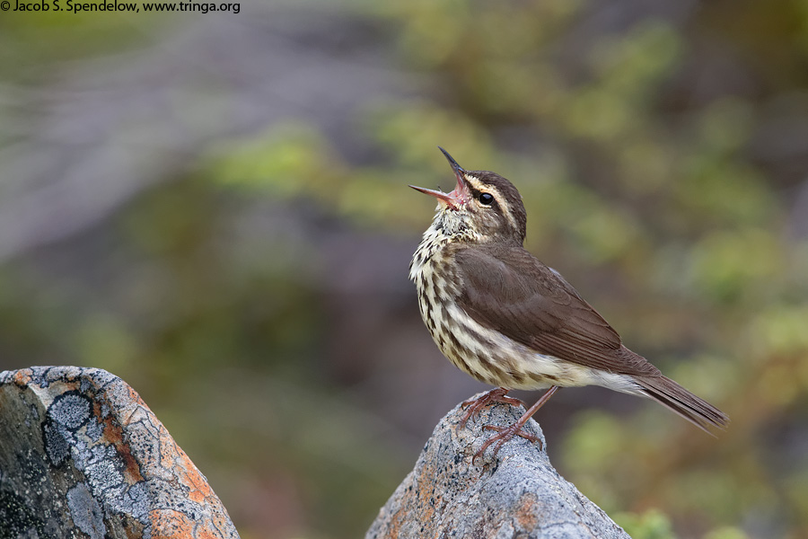 Northern Waterthrush