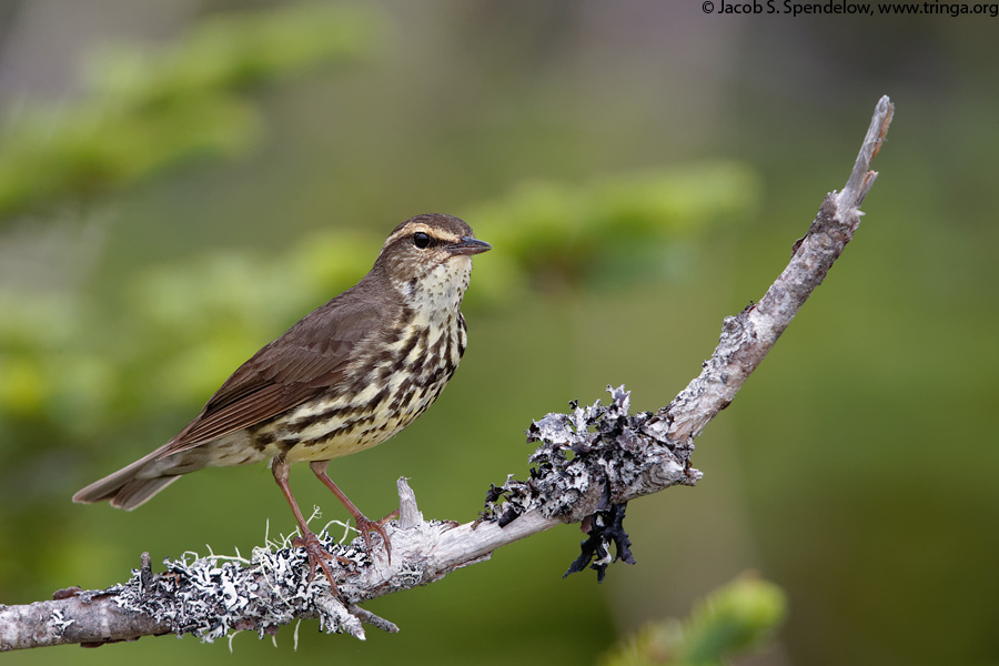 Northern Waterthrush