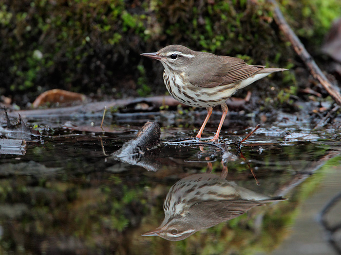 Louisiana Waterthrush