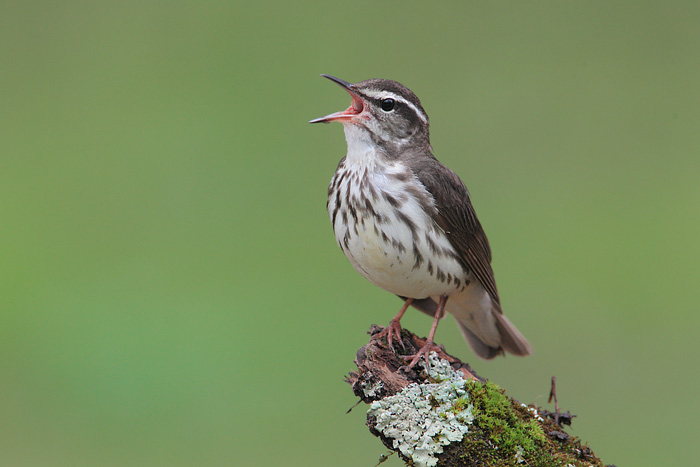 Louisiana Waterthrush