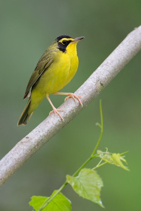 Kentucky Warbler