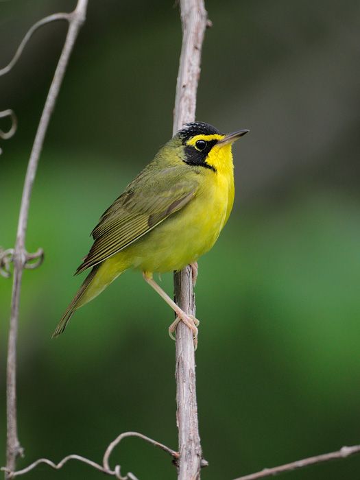 Kentucky Warbler