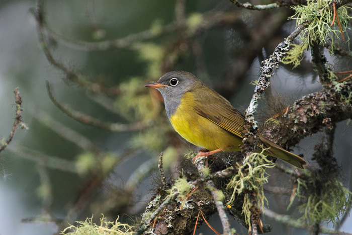 Connecticut Warbler