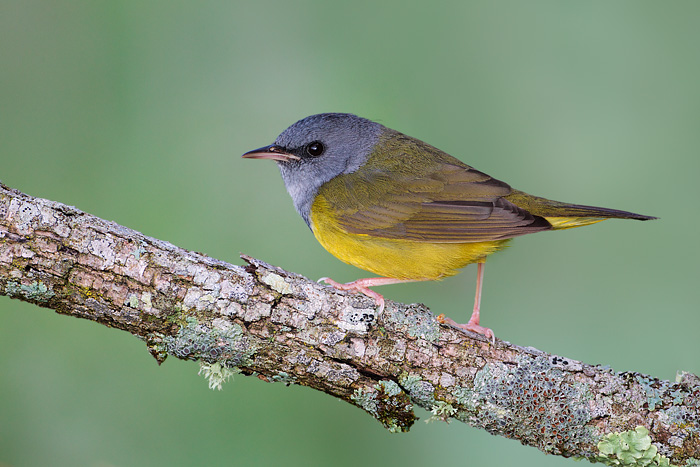 Mourning Warbler