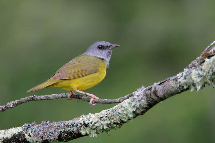 Mourning Warbler