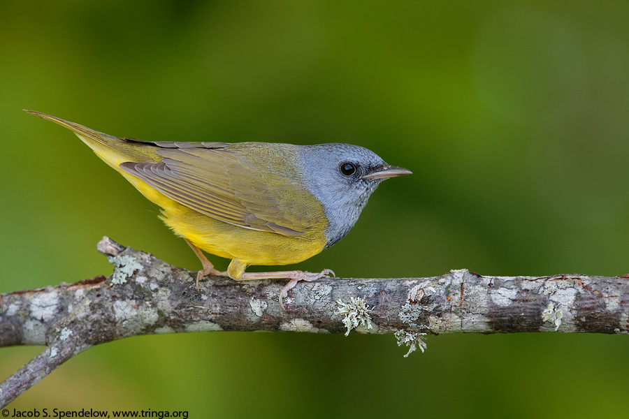 Mourning Warbler