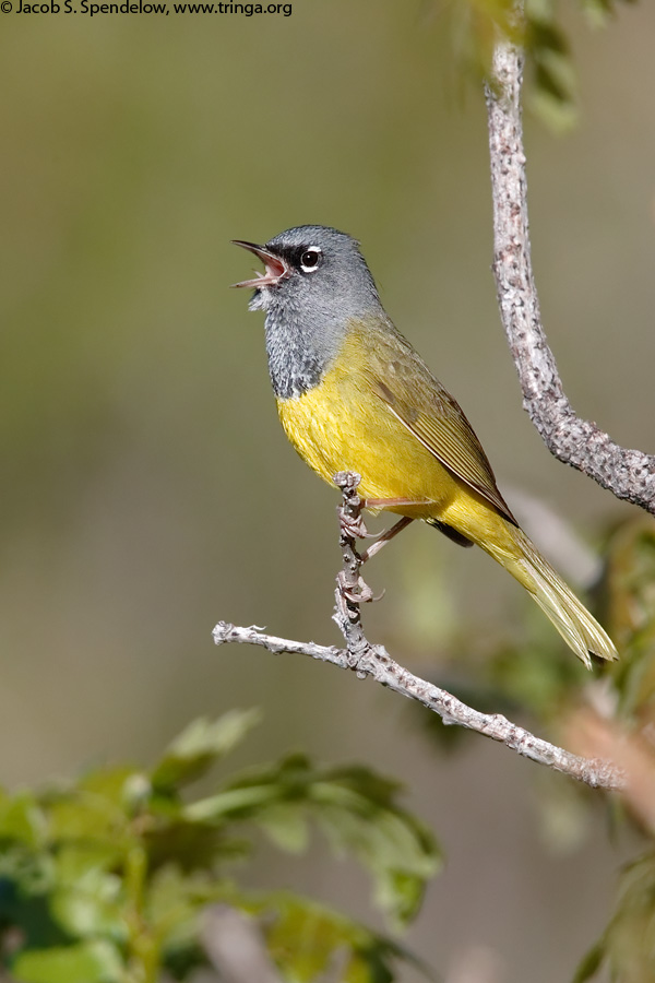 MacGillivray's Warbler