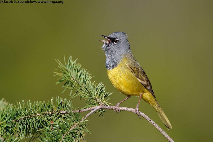 MacGillivray's Warbler