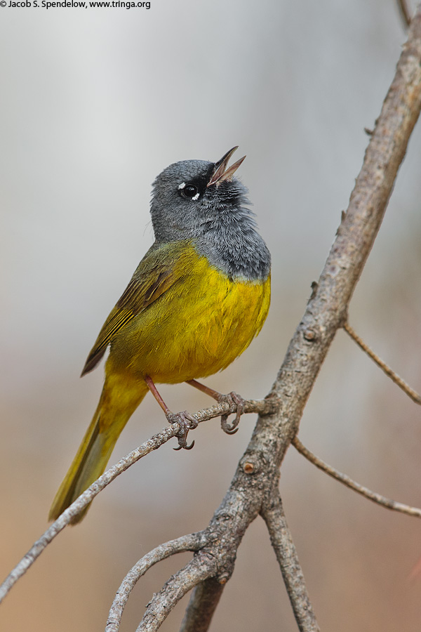 MacGillivray's Warbler