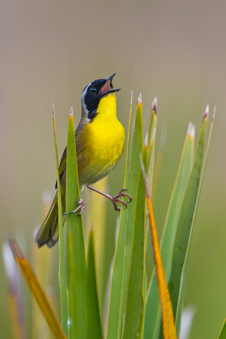 Common Yellowthroat