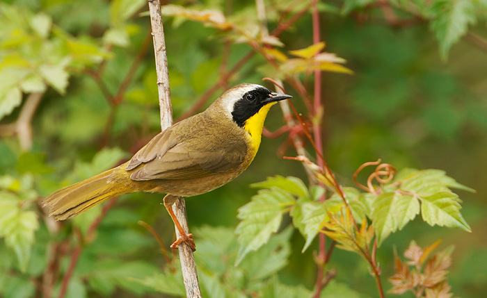 Common Yellowthroat