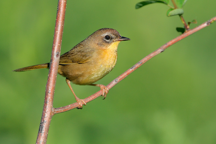 Common Yellowthroat