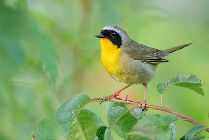 Common Yellowthroat