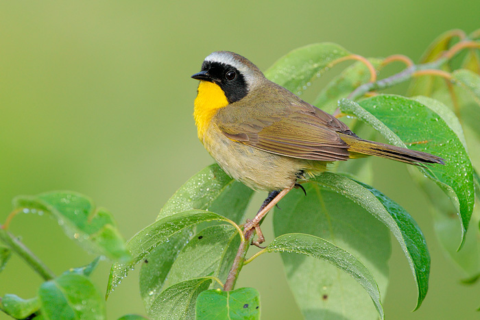 Common Yellowthroat