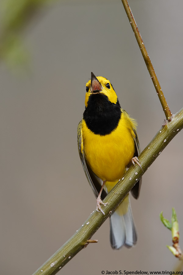 Hooded Warbler