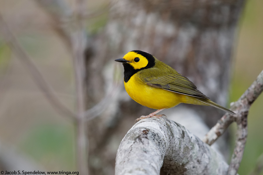 Hooded Warbler