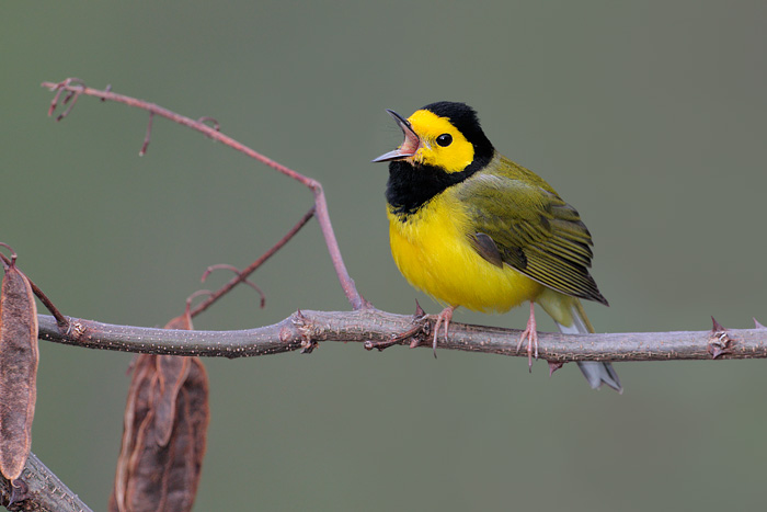 Hooded Warbler