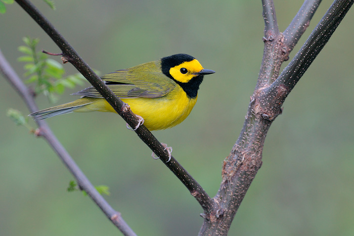 Hooded Warbler