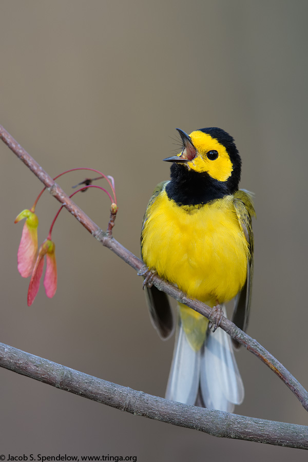 Hooded Warbler