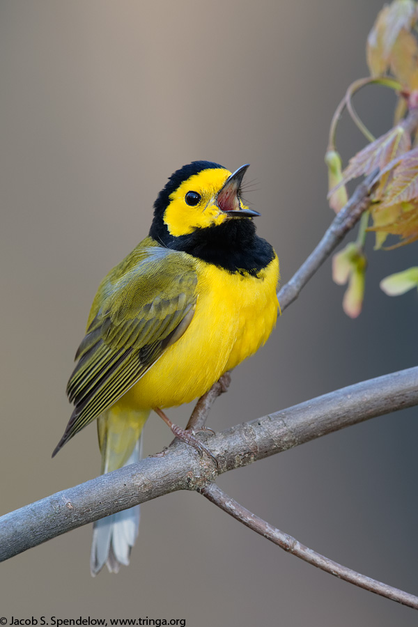 Hooded Warbler