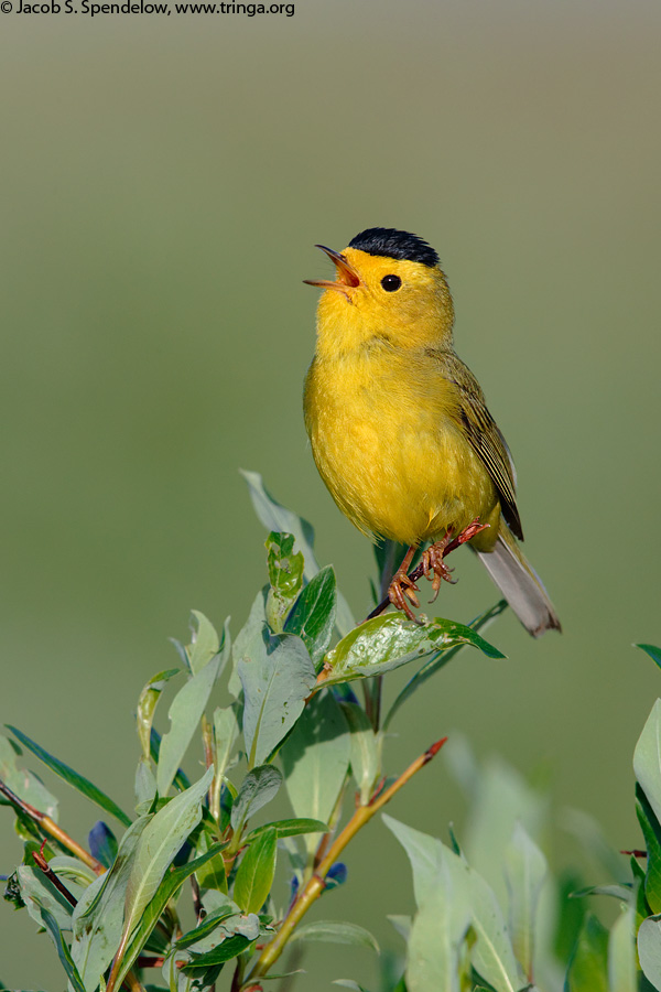 Wilson's Warbler