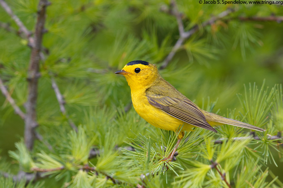 Wilson's Warbler