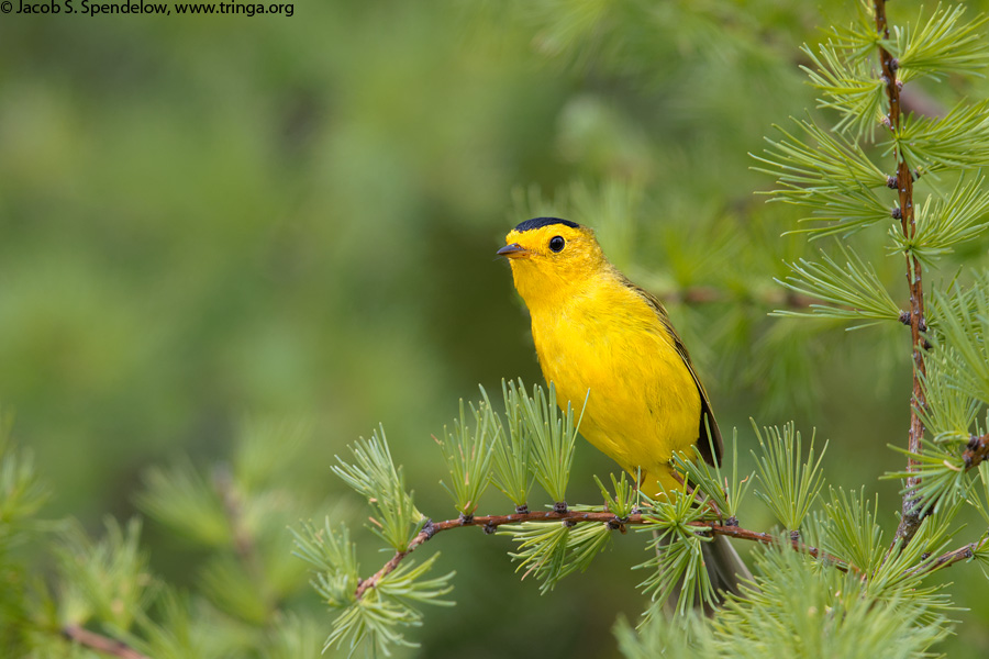 Wilson's Warbler