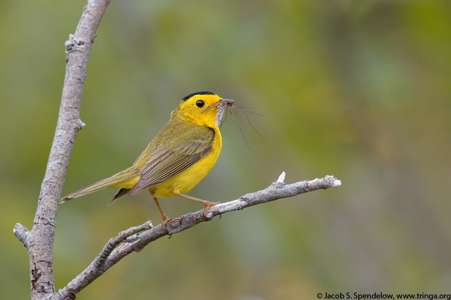 Wilson's Warbler