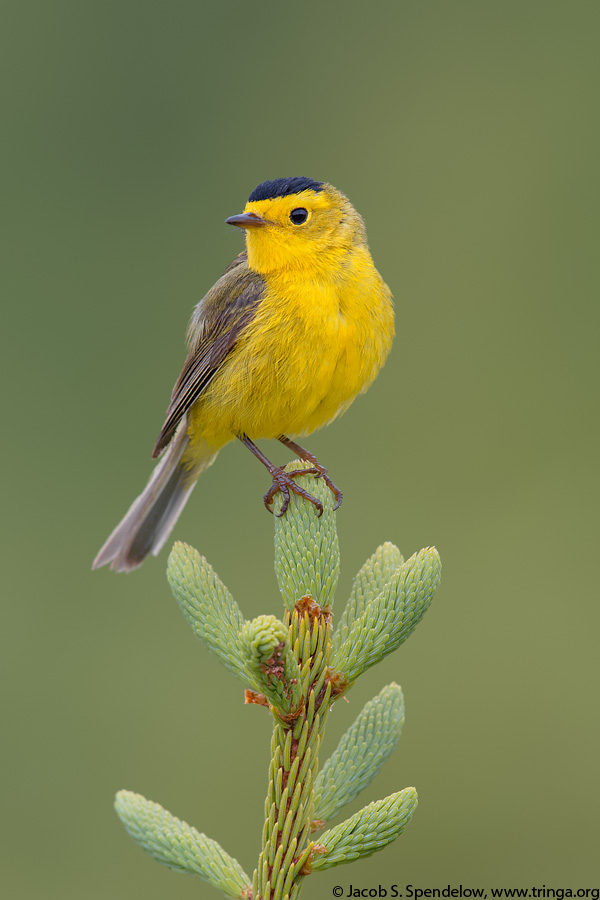 Wilson's Warbler