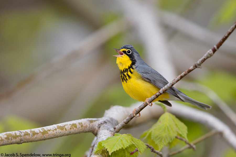 Canada Warbler