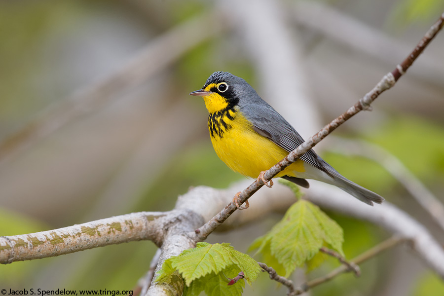 Canada Warbler