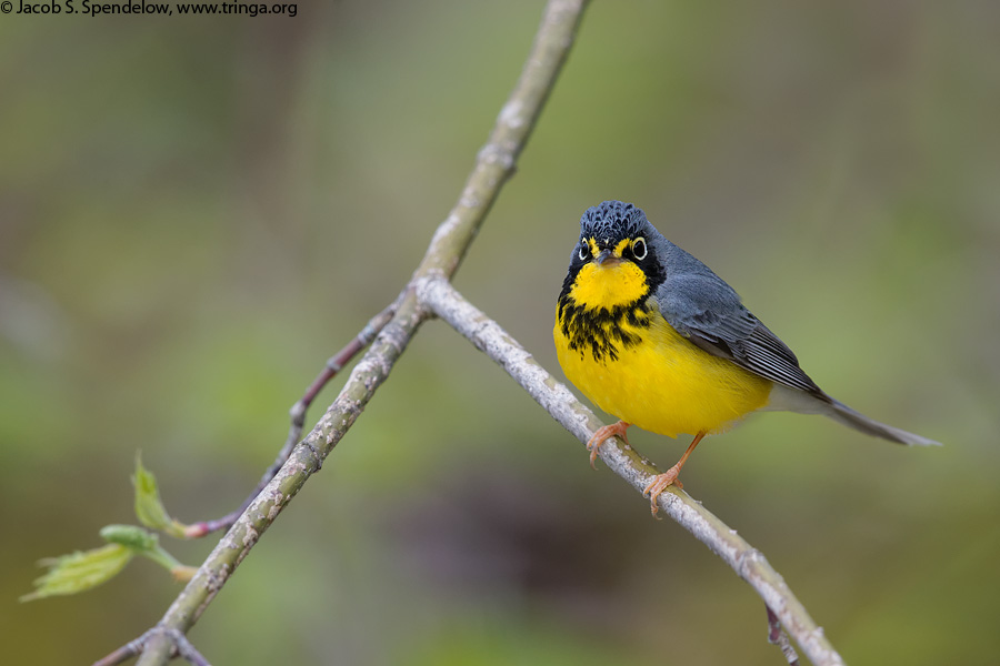 Canada Warbler