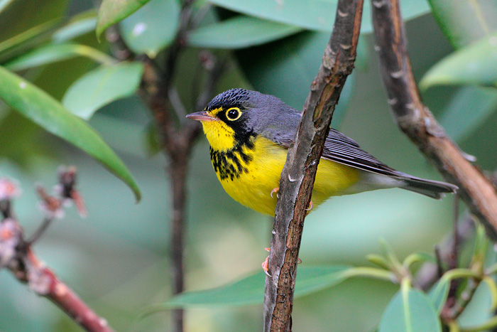 Canada Warbler