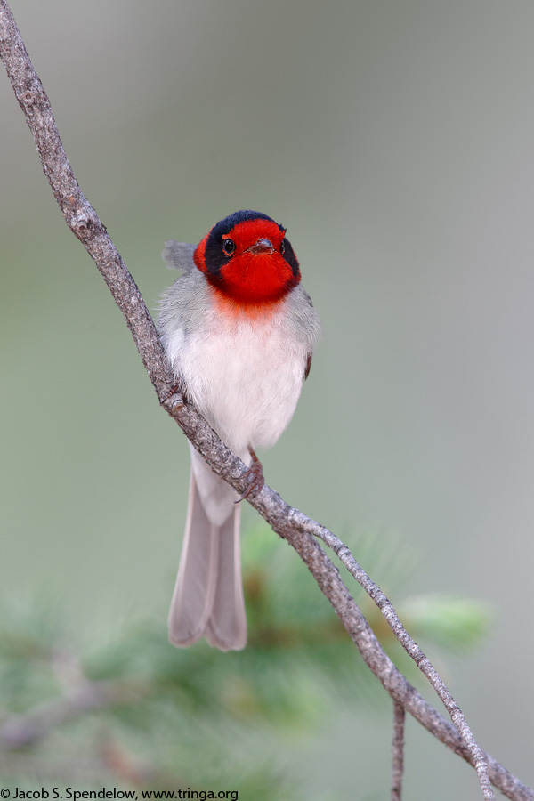 Red-faced Warbler