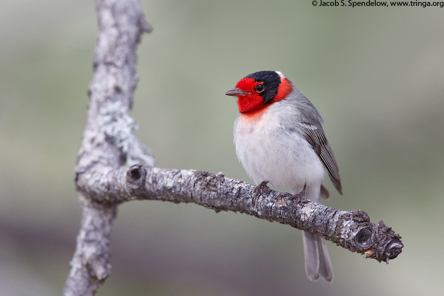 Red-faced Warbler