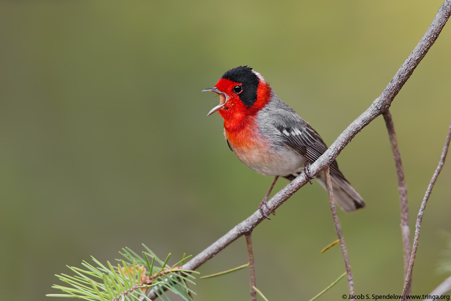 Red-faced Warbler