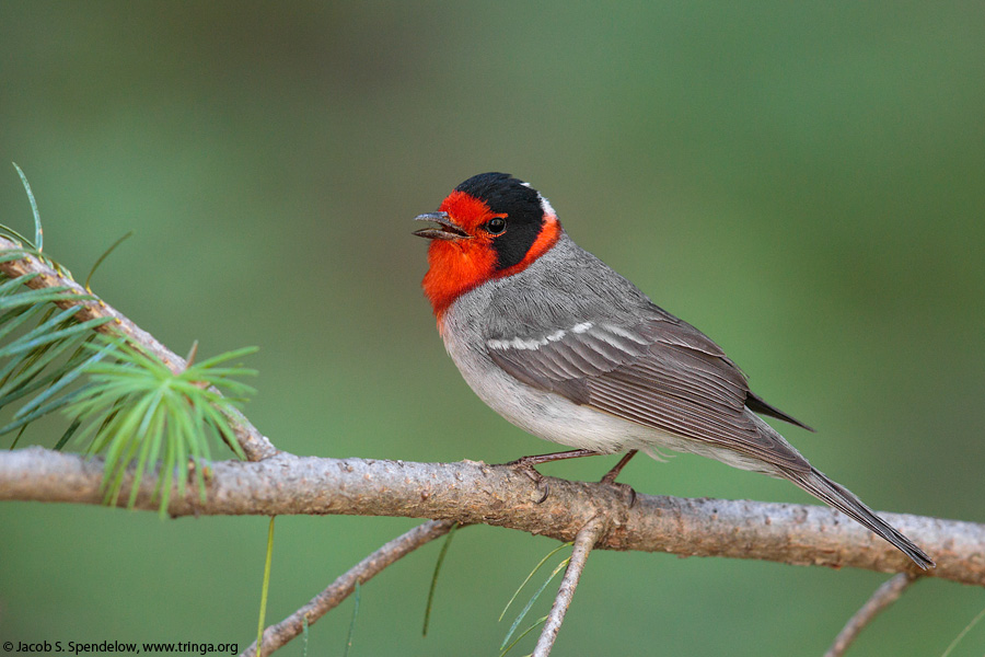 Red-faced Warbler