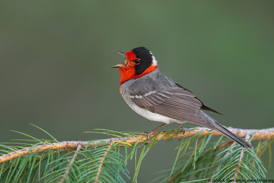 Red-faced Warbler